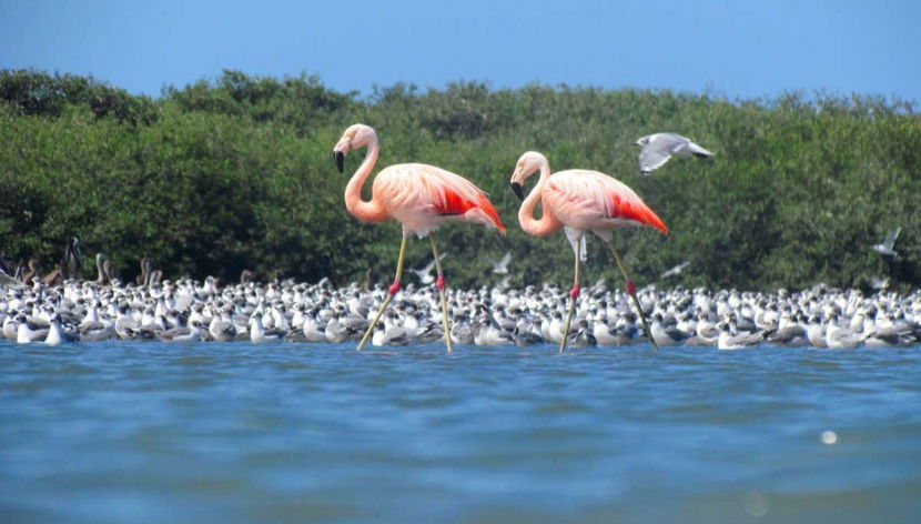 Sechura Day Trip + Sandboarding - Foto 3