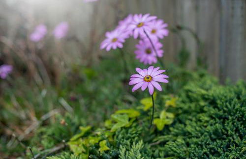 Gorse Cottage - Foto 24