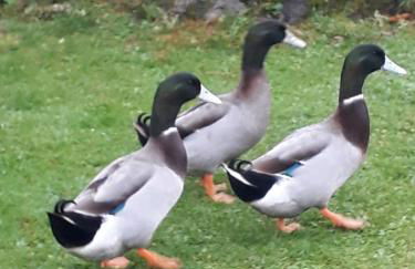 Bryn Elltyd Eco House - Foto 21