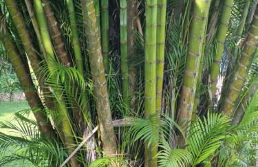 Sítio Refúgio do Lobo - Foto 11