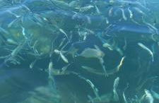 Apartamento Costa de Almería a 50m Playa San Miguel - Foto 47