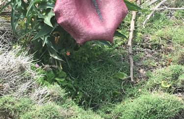 Residence Le Terrazze - Foto 5