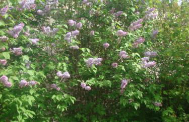 La Perseverancia - Foto 46