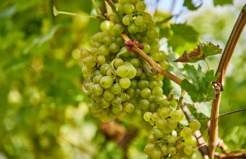 Winzerhaus 1658 - Ferienwohnung und Apartments - Foto 34