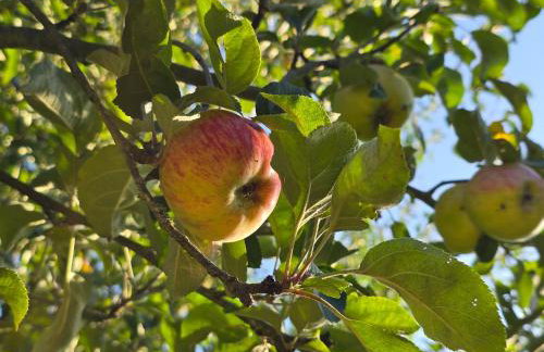 Exklusive Ferienwohnung Bad Salzschlirf - direkt am Waldrand - großer Garten kompett umzäunt - Hunde willkommen - 2 private Stellplätze - Foto 61