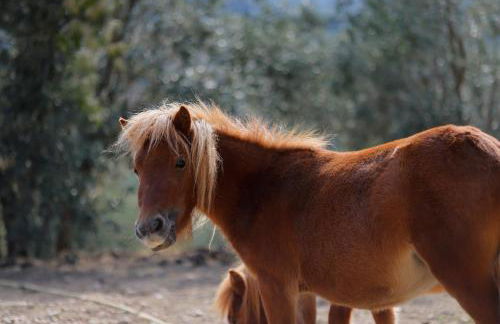 Agriturismo Villa Guarnaschelli - Foto 25