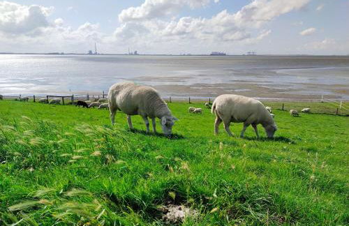 Apart-Lachmoewe-im-Moewennest-Tossens - Foto 29