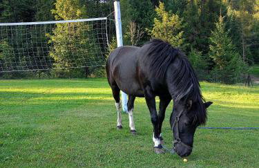 Agroturystyka u Chlebków - Photo 18