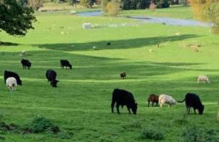 Farm woodland riverview cabin bbq firepit pet friendly - Foto 62