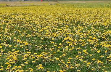 Altes Pastorenhus - Land und Meer - Foto 73