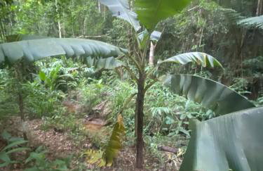 Casa de campo com muito verde e paz, 2 quartos, Wi-Fi, churrasqueira, deck, trilha - Foto 45