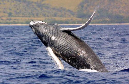 Stunning Ocean Views - Whale House Hawaii - Foto 45