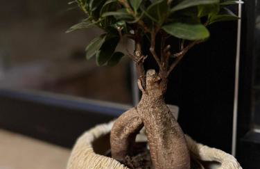 Ferienwohnung 1 Zimmer und Küche in Zell-Mosel - Foto 16