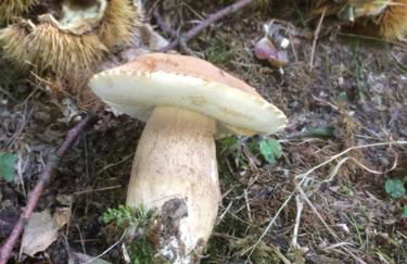 SO MAGIC - La casa nel bosco - Foto 45