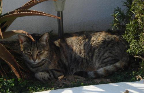 Paros Carmel studio-apartment - Photo 61