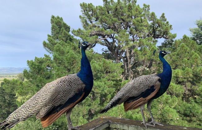Cubby House Stay - Kaikoura - Foto 53