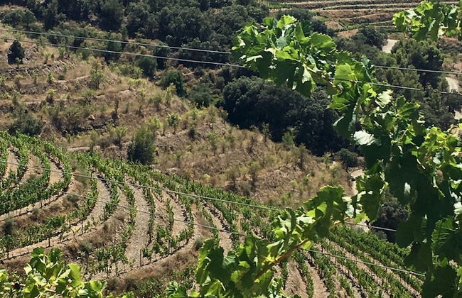 Cal Campana - Adults Only - Photo 48