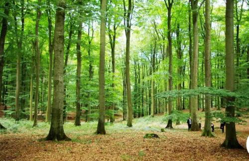 Fewo Eifel Dahlem Nationalpark Sonnenterrasse & Kamin - Foto 28