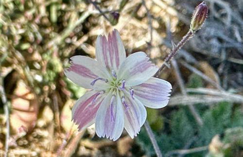 Getaway Retreat Close to Temecula San Diego LA - Foto 11