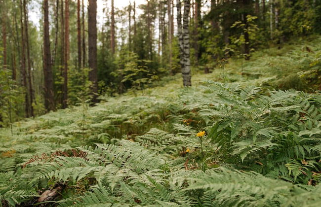 Pastorskoe Lake Holiday Park - Foto 38