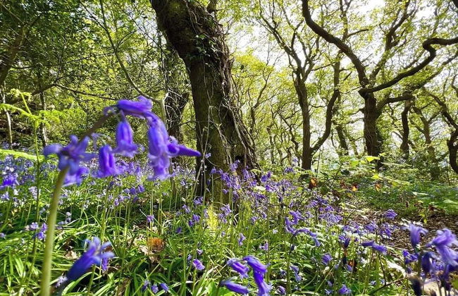 Cwmbach Cottages - Foto 73