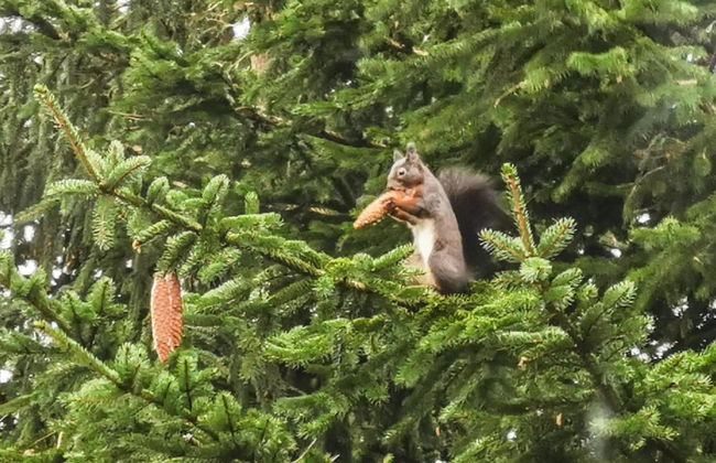 Holiday Flat in Altenau Near Harz Mountains - Foto 26