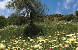 Studio Views Apartment, Cortijo Fruitful Hills - Photo 57
