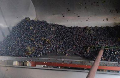 Agriturismo L'Albara - Wines, Pool & SPA - Foto 62