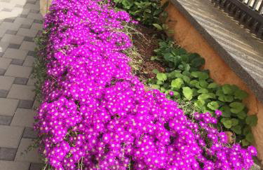 Apartments Ivanković - Photo 74