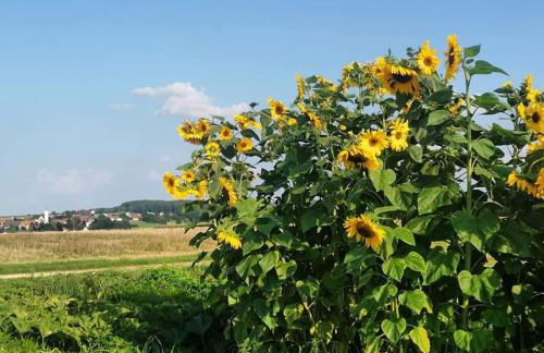 Apartment Haus Maria Waldblick - Foto 61