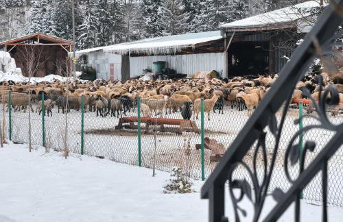 Owca za płotem - Foto 29