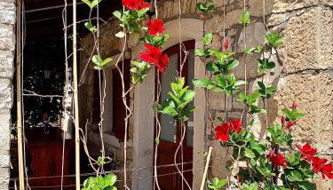 Apartmani Petar Stojnić - Foto 4, Garden, Garden view