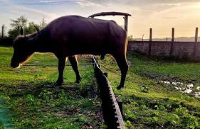 Pousada Marajoara- Hotel Fazenda-Turismo de Aventura - Photo 36