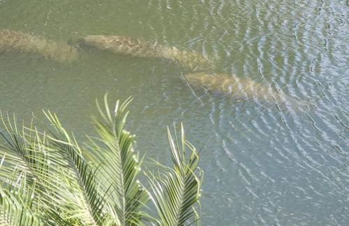 4BR Private Dock, Warm Spring Canal, Kayaks, Canoe - Photo 41