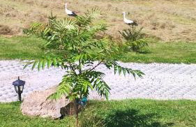 DOMKI KOLOROWE - Foto 9