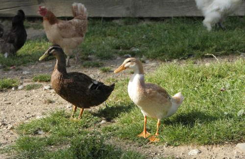 Gspoi-Hof - Photo 22