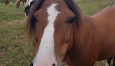Ferienhof Homann Sauerland - Foto 4