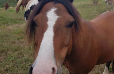 Ferienhof Homann Sauerland - Foto 4