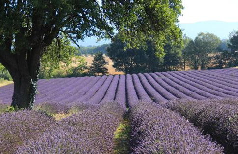 La Bastide des Milles - Foto 57
