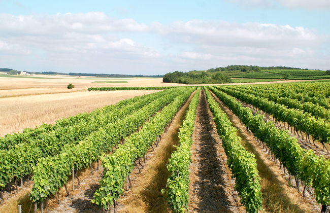 Les Coteaux de Jonzac - Foto 15