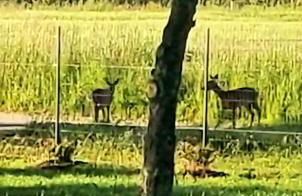 Le Cottage Duo Vigne Rouge Clim Gaillac entre Albi-Toulouse & Les Cottages du Tarn - Foto 27