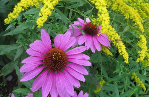 Ferienwohnung Birkenflair - Photo 3