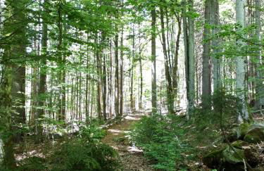 Ferienhaus Bayerwald - Foto 23