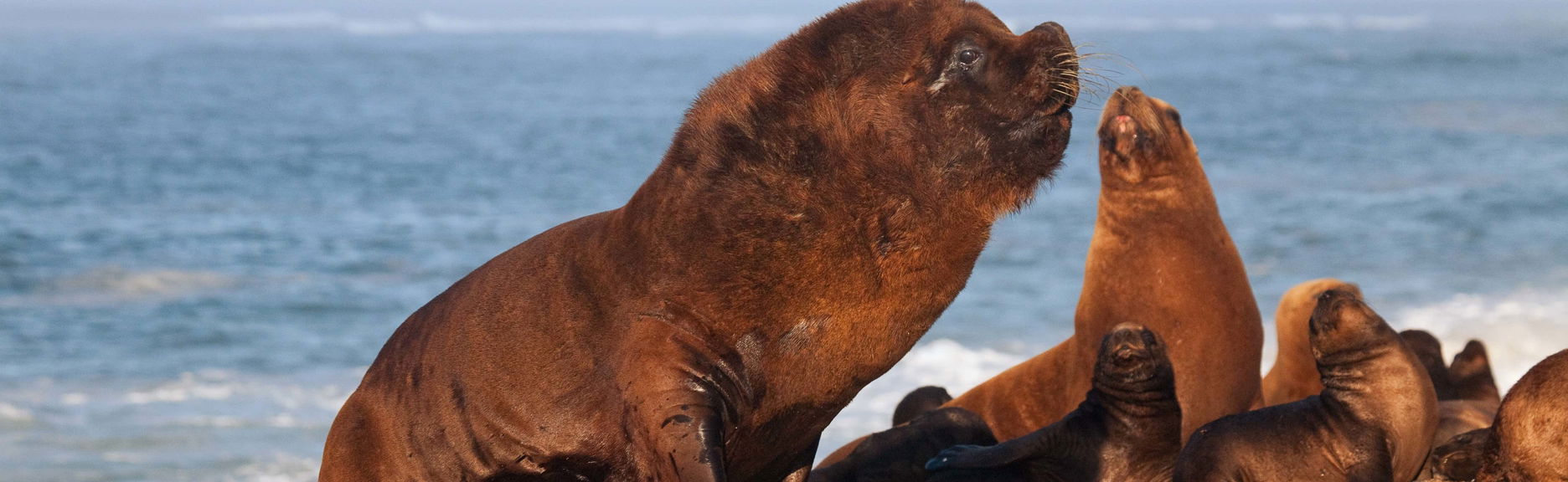Excursion à la Péninsule Valdés pour les croisiéristes