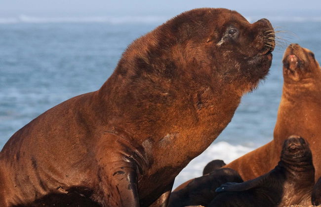 Excursion à la Péninsule Valdés pour les croisiéristes - Photo 1