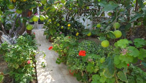 Cozy Citrus Garden House by the Seaside. - Foto 3