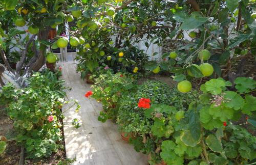 Cozy Citrus Garden House by the Seaside. - Photo 3