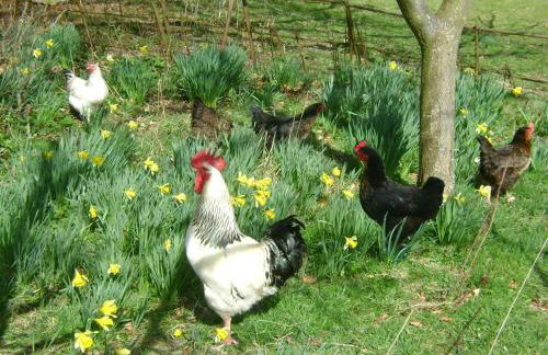 The Forest Country House B&B - Foto 19