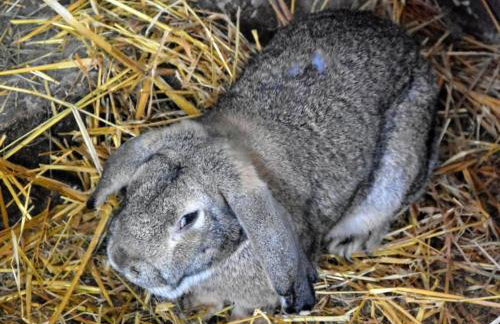 Pokoje. Apartament w Oklinach - Foto 16