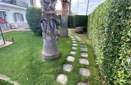 Patras Palm Tree - Foto 8